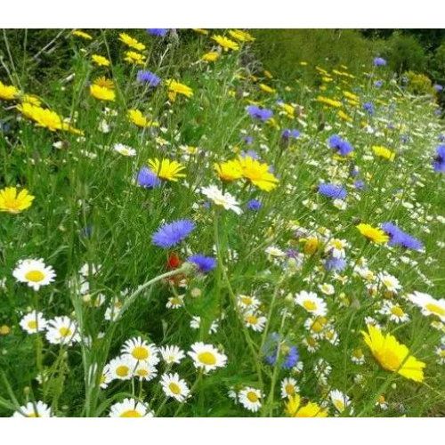 Wildflower 80/20 Meadow & Flower Mix 100g Wildflower 80/20 Meadow & Flower Mix 100g