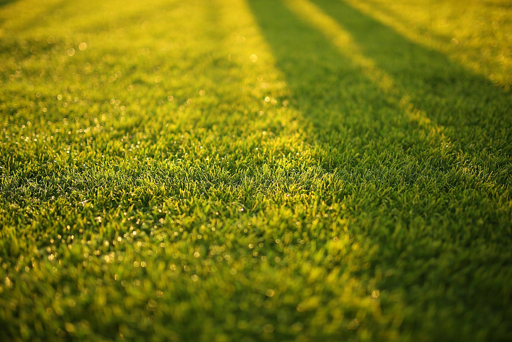 Freshly cut green lawn with sunlight and long shadows