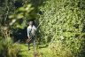 Mountfield MPH 50 Li Cordless Long Reach Pole Hedgetrimmer 48v (Bare Tool) Mountfield MPH 50 Li Cordless Long Reach Pole Hedgetrimmer 48v (Bare Tool)