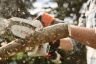 STIHL 10.8v Li-Ion Garden Pruner 20cm Cut STIHL 10.8v Li-Ion Garden Pruner 20cm Cut