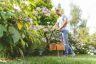 Bosch EasyGrassCut 26 Electric Grass Trimmer 280w / 26cm Bosch EasyGrassCut 26 Electric Grass Trimmer 280w / 26cm