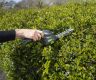 Handy 3.6v Lithium-Ion Cordless Shrub Shear & Grass Blades Handy 3.6v Lithium-Ion Cordless Shrub Shear & Grass Blades