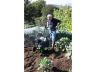 Handy 6.5hp Petrol Tiller Rotovator THTILL6.5 Handy 6.5hp Petrol Tiller Rotovator THTILL6.5