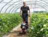 AL-KO Easy MH 360 Petrol Cultivator 36cm / 139cc AL-KO Easy MH 360 Petrol Cultivator 36cm / 139cc