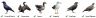 Portek LazerStrike Bird Scaring System 057 Portek LazerStrike Bird Scaring System 057
