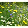 Wildflower 80/20 Meadow & Flower Mix 100g Wildflower 80/20 Meadow & Flower Mix 100g
